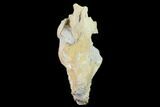 Fossil Oreodont (Merycoidodon) Skull - Wyoming #134347-5
